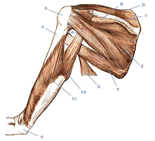 M. teres major und Musculus teres minor | Yuveo Klinik