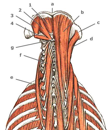 Nackenmuskulatur Nackenmuskeln Anatomie Aufbau Bilder Yuveo