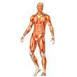 Male Human Body Anatomy