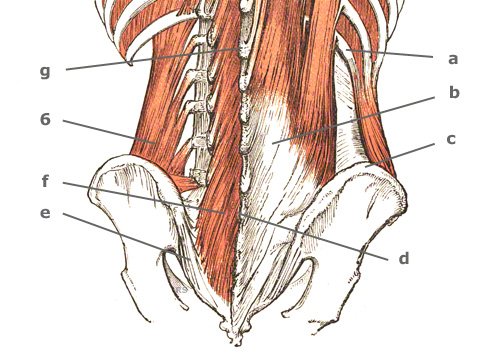 tiefer Bauchmuskel: M. quadratus lumborum