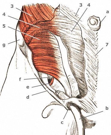 Die Schichten der seitlichen Bauchmuskeln