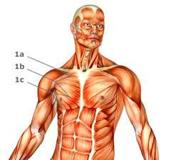 Brustmuskeln - Brustmuskel-Anatomie