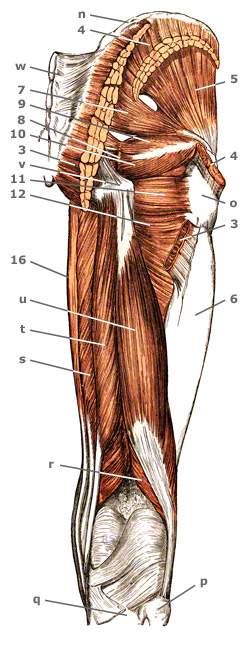 Gracilis, M. – schlanker Schenkelmuskel | YUVEO Klinik