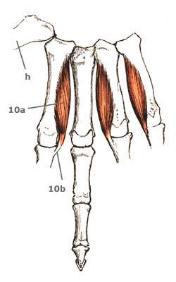 Musculi interossei dorsales streckseitig