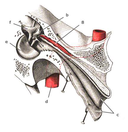 Ohrmuskeln Ohrmuskulatur - Anatomie Bilder