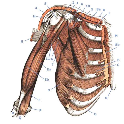 M. biceps brachii am Oberarm