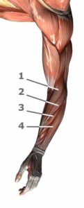 Tennisarm, Muskulatur
